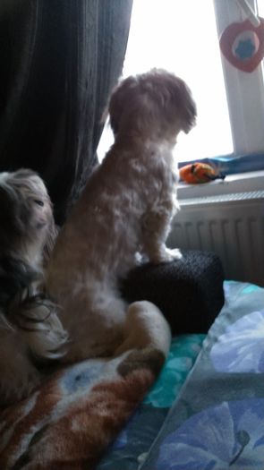 DSC_0728 - Fritz  Bella  Mimi