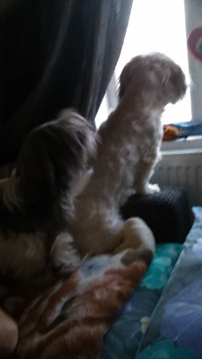 DSC_0729 - Fritz  Bella  Mimi