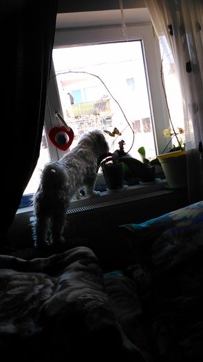 DSC_0747 - Fritz  Bella  Mimi