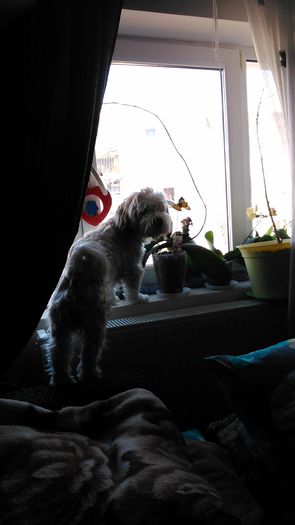 DSC_0749 - Fritz  Bella  Mimi