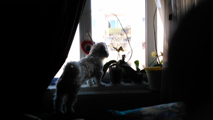 DSC_0750 - Fritz  Bella  Mimi