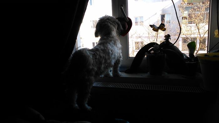 DSC_0751 - Fritz  Bella  Mimi