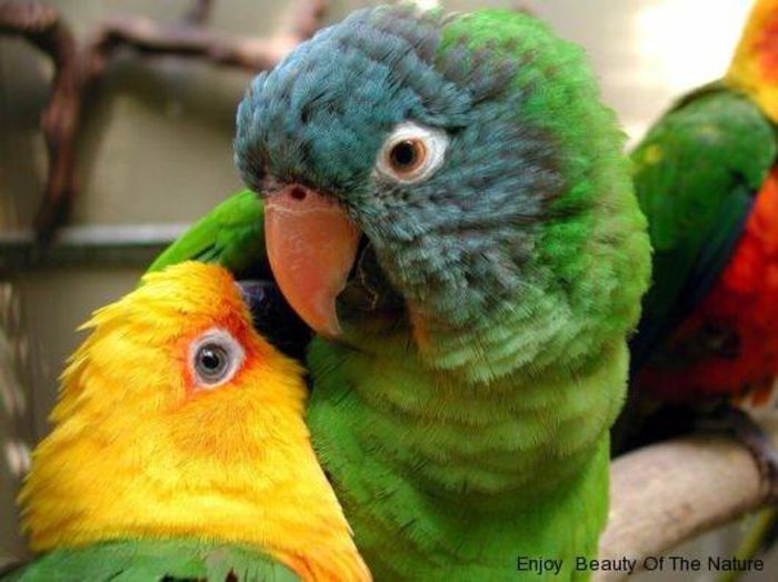  - FRUMUSETI  MONDIALE