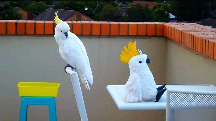  - FRUMUSETI  MONDIALE