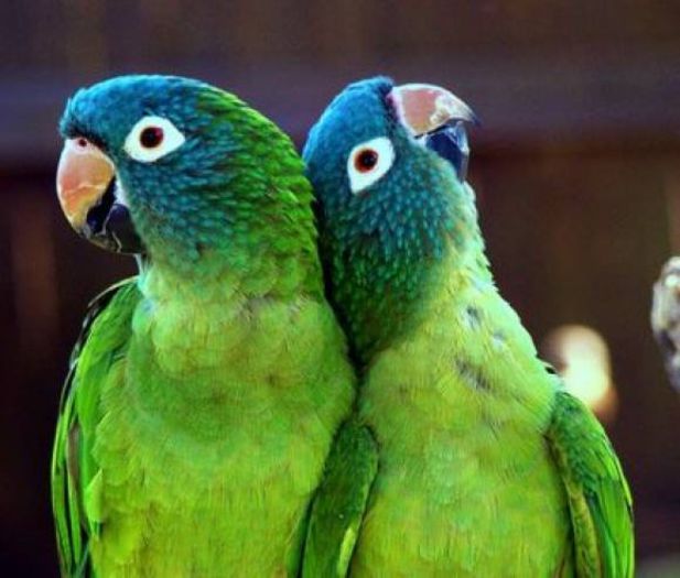  - FRUMUSETI  MONDIALE