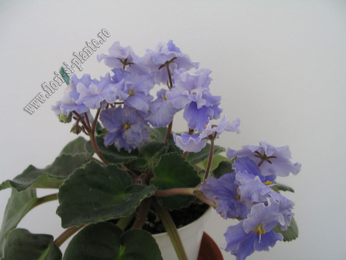 Saintpaulia Anastasia 15 - VIOLETE AFRICANE  - Saintpaulia