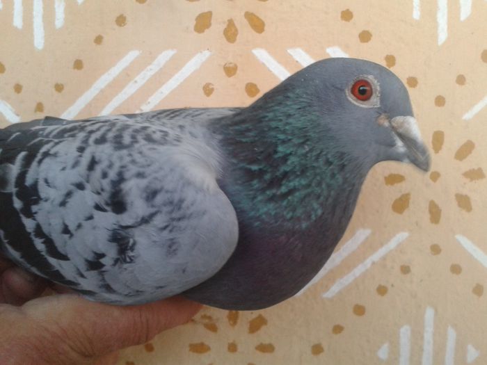 Vandut Catalin Popescu - x Porumbei vanduti