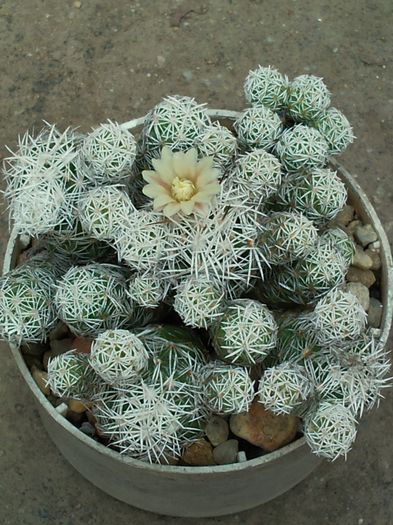 Mammillaria gracilis - Mammillaria gracilis