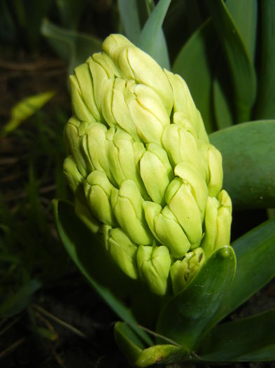 Hyacinth Yellow Queen (2015, April 01)