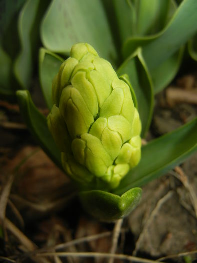 Hyacinth Yellow Queen (2015, April 01)