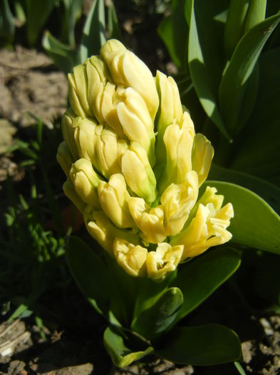 Hyacinth Yellow Queen (2015, April 03)