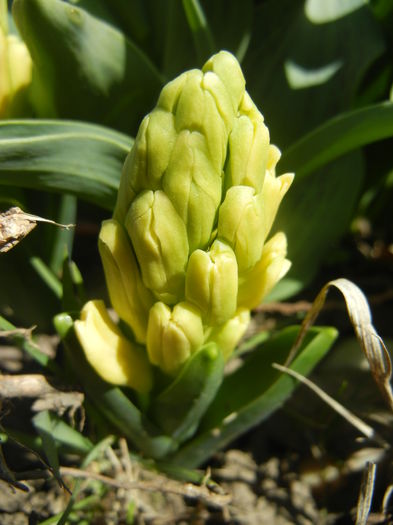 Hyacinth Yellow Queen (2015, April 03)