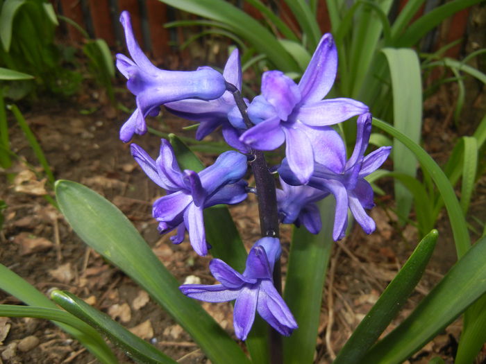 Hyacinth Peter Stuyvesant (2015, Apr.01) - Hyacinth Peter Stuyvesant