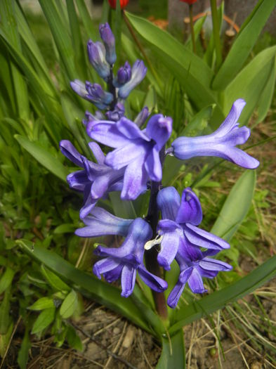 Hyacinth Peter Stuyvesant (2015, Apr.01) - Hyacinth Peter Stuyvesant