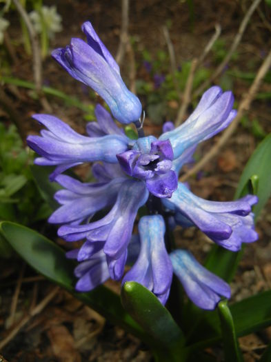 Hyacinth Peter Stuyvesant (2015, Apr.01)