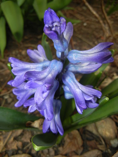Hyacinth Peter Stuyvesant (2015, Apr.01)