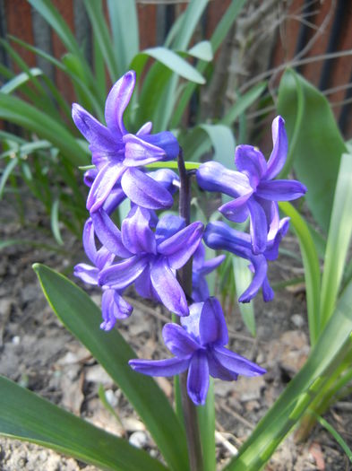 Hyacinth Peter Stuyvesant (2015, Apr.03)
