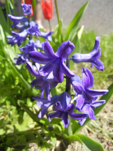 Hyacinth Peter Stuyvesant (2015, Apr.03) - Hyacinth Peter Stuyvesant