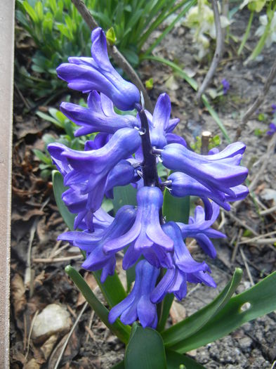 Hyacinth Peter Stuyvesant (2015, Apr.03) - Hyacinth Peter Stuyvesant
