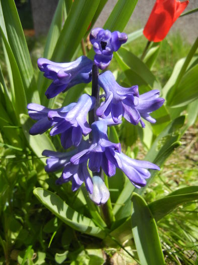 Hyacinth Peter Stuyvesant (2015, Apr.03)