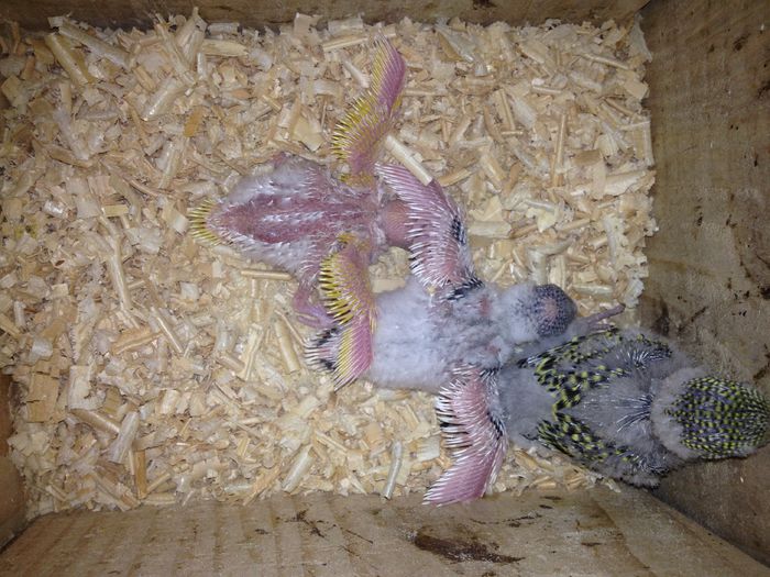 IMG_1339 - Perusi 2015