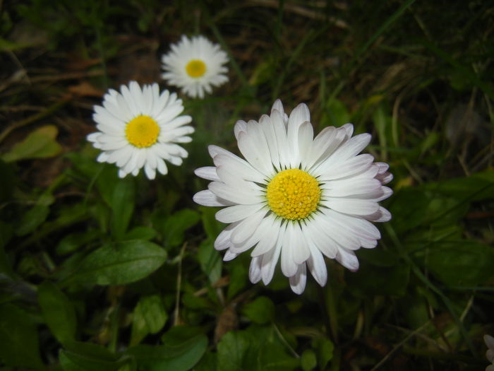 Bellis perennis (2015, April 01) - BELLIS Perennis