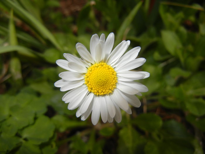 Bellis perennis (2015, April 01) - BELLIS Perennis