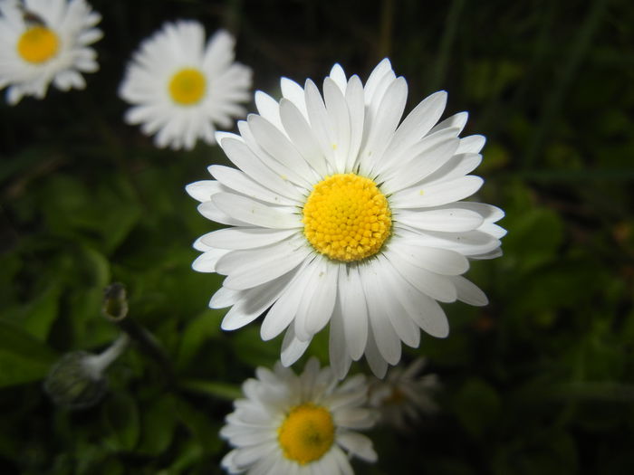 Bellis perennis (2015, April 01) - BELLIS Perennis