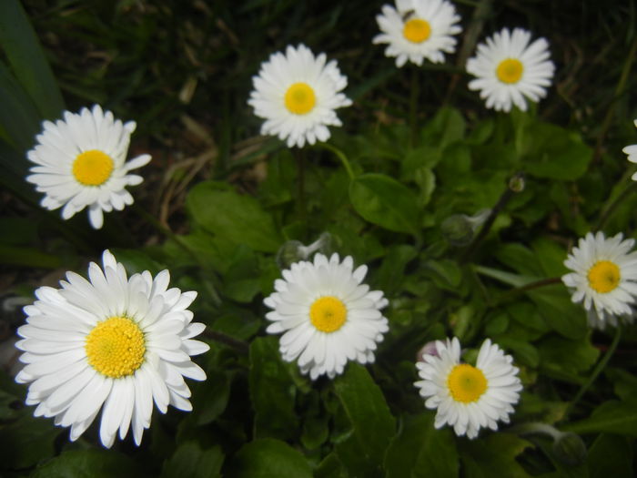 Bellis perennis (2015, April 01) - BELLIS Perennis