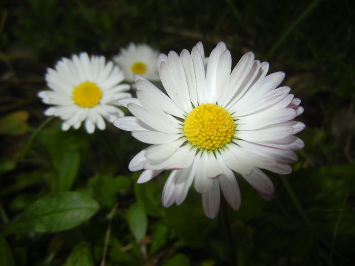 Bellis perennis (2015, April 01) - BELLIS Perennis