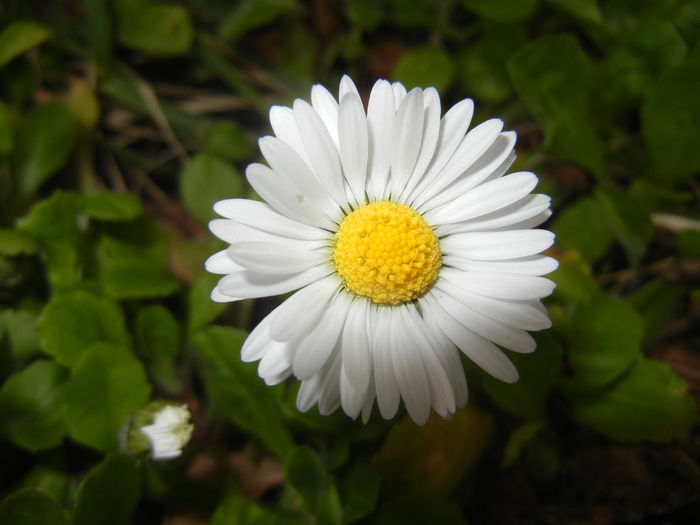 Bellis perennis (2015, April 01) - BELLIS Perennis