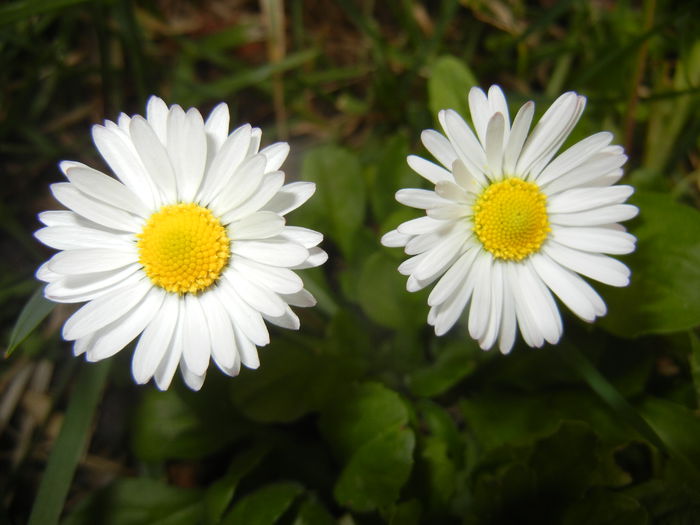 Bellis perennis (2015, April 01) - BELLIS Perennis