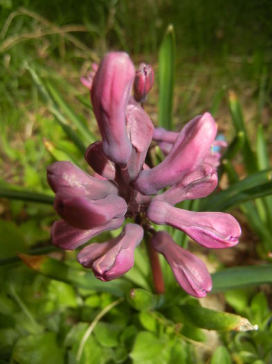 Hyacinth Woodstock (2015, April 01)