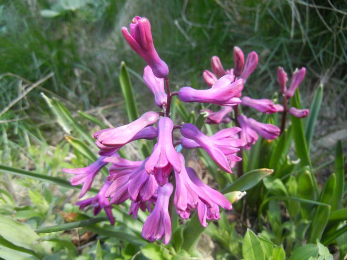 Hyacinth Woodstock (2015, April 03)