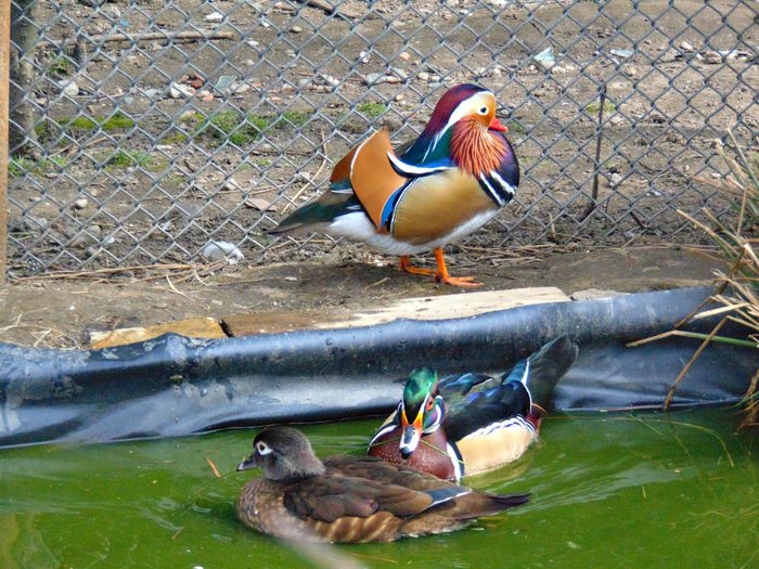 rate caroline/ mandarine