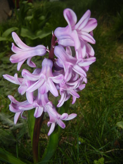 Hyacinth Splendid Cornelia (2015, Apr.01) - Hyacinth Splendid Cornelia