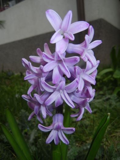 Hyacinth Splendid Cornelia (2015, Apr.01) - Hyacinth Splendid Cornelia