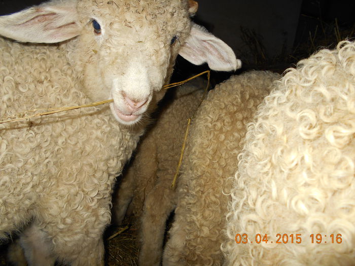 DSCN3009 - Productia De Miei 2015