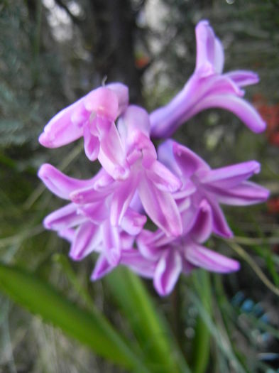 Hyacinth Splendid Cornelia (2015, Apr.03)
