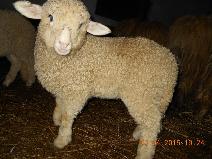 DSCN3017 - Productia De Miei 2015