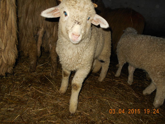 DSCN3018 - Productia De Miei 2015