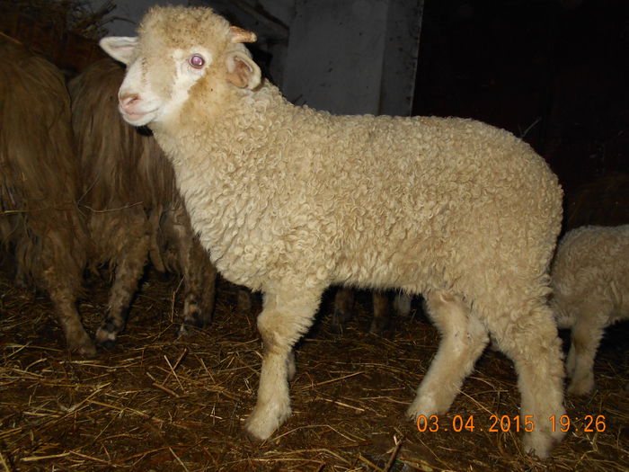 DSCN3025 - Productia De Miei 2015