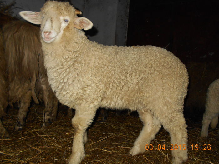 DSCN3027 - Productia De Miei 2015