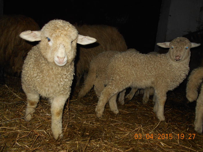 DSCN3029 - Productia De Miei 2015