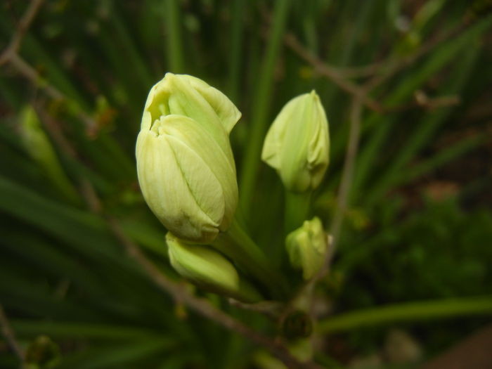 Narcissus Geranium (2015, April 01)