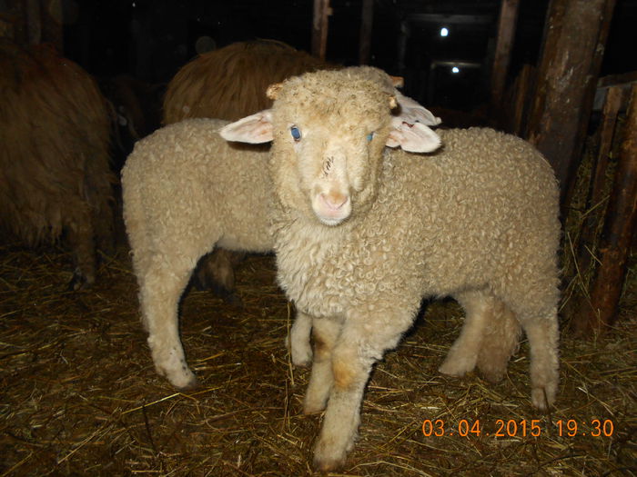 DSCN3035 - Productia De Miei 2015