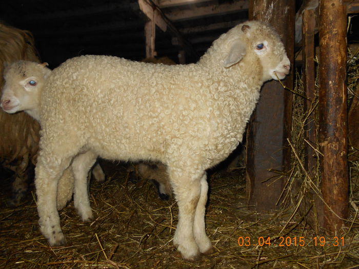 DSCN3039 - Productia De Miei 2015