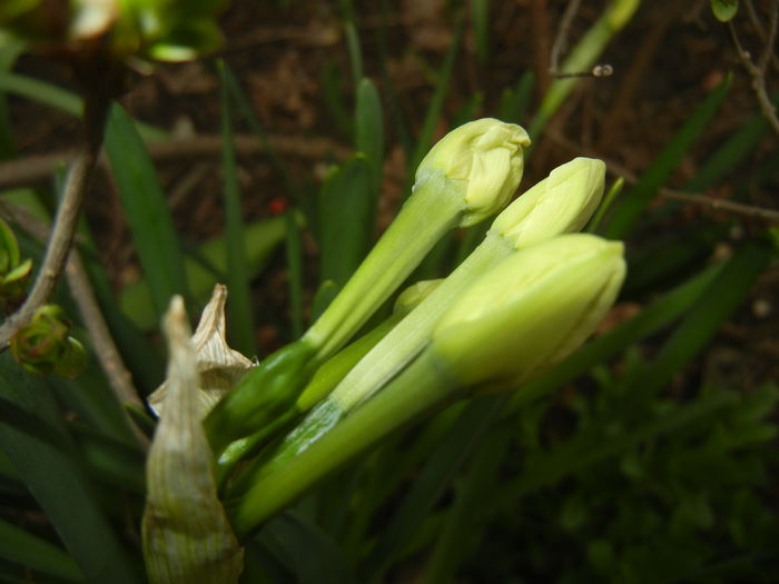 Narcissus Geranium (2015, April 01)