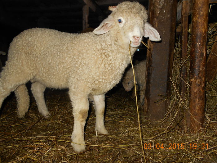DSCN3040 - Productia De Miei 2015