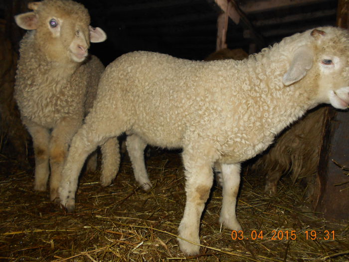 DSCN3041 - Productia De Miei 2015